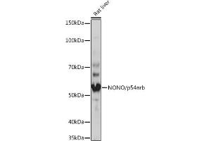 Western blot analysis of extracts of Rat liver, using NONO/p54nrb Rabbit mAb (ABIN7268947) at 1:1000 dilution. (NONO anticorps)