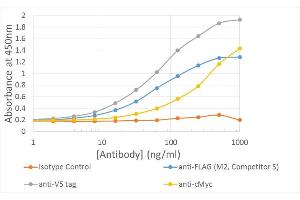 anti-Myc Tag (AA 408-439) antibody