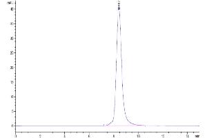 The purity of Cynomolgus IL-13Ra1 is greater than 95 % as determined by SEC-HPLC.