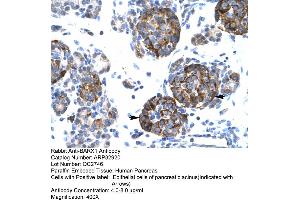 Human Pancreas (BARX1 anticorps  (Middle Region))