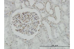 anti-cAMP Responsive Element Binding Protein 1 (CREB1) (AA 1-95) antibody