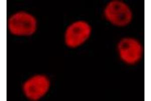 ABIN6266652 staining COS7 by IF/ICC.