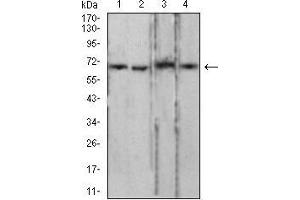 Western blot analysis using LMNB2 mouse mAb against PC-3 (1), LNcap (2), Jurkat (3), and HCT116 (4) cell lysate. (Lamin B2 anticorps  (AA 401-600))