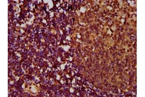 IHC image of ABIN7173860 diluted at 1:500 and staining in paraffin-embedded human lymph node tissue performed on a Leica BondTM system. (TNFRSF18 anticorps  (AA 90-162))