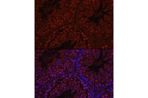 Immunofluorescence analysis of Mouse testis using C1orf146 Rabbit pAb (ABIN7266368) at dilution of 1:100 (40x lens). (C1ORF146 anticorps)