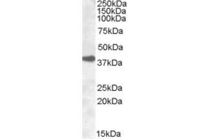 Western Blotting (WB) image for anti-Excision Repair Cross Complementing Polypeptide-1 (ERCC1) (AA 2-14) antibody (ABIN490342) (ERCC1 anticorps  (AA 2-14))