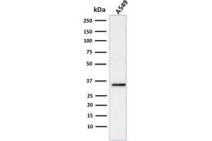 Western Blot Analysis of human A549 cell lysate using SOX2 Mouse Monoclonal Antibody (SOX2/1791).
