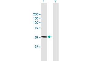 Western Blot analysis of CYP3A4 expression in transfected 293T cell line by CYP3A4 MaxPab polyclonal antibody. (CYP3A4 anticorps  (AA 1-503))
