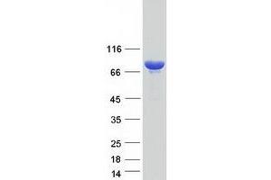 Validation with Western Blot