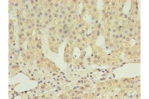 Immunohistochemistry of paraffin-embedded human adrenal gland tissue using ABIN7168614 at dilution of 1:100 (SCARB1 anticorps  (AA 33-443))