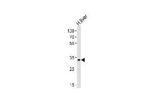 Western blot analysis of lysate from human liver tissue lysate, using LRTOMT Antibody (N-term) (ABIN6243758 and ABIN6577915).