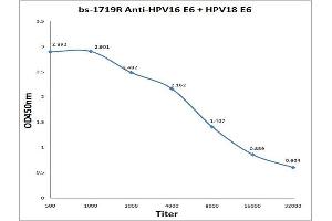 Antigen: 0. (Human Papilloma Virus 16, 18 E6 (HPV-16, HPV-18 E6) anticorps)