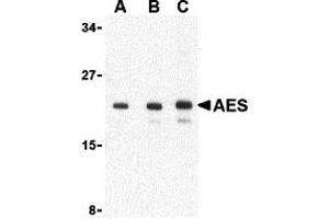 Western Blotting (WB) image for anti-Amino-terminal Enhancer of Split (AES) (C-Term) antibody (ABIN1030224) (AES anticorps  (C-Term))