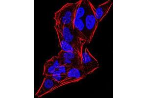 Immunofluorescence analysis of HeLa cells using DDX20 mouse mAb.