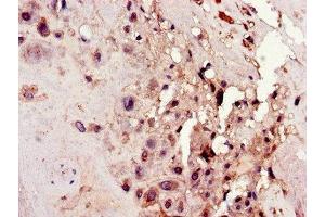 Immunohistochemistry of paraffin-embedded human placenta tissue using ABIN7162131 at dilution of 1:100 (Uncharacterized Protein C4orf26 (ODAPH) (AA 24-130) anticorps)