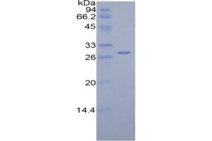 SDS-PAGE of Protein Standard from the Kit (Highly purified E.