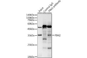 Immunoprecipitation analysis of 300 μg extracts of Raji cells using 3 μg PIM2 antibody (ABIN7269725).