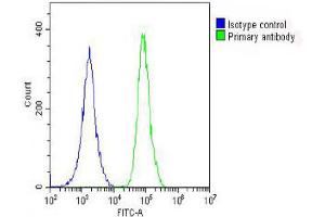 Overlay histogram showing A549 cells stained with Antibody (green line). (PRODH anticorps  (AA 130-155))