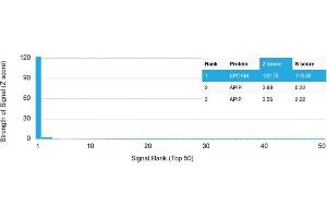 Analysis of Protein Array containing >19,000 full-length human proteins using EpCAM Mouse Monoclonal Antibody (EGP40/1373) Z- and S- Score: The Z-score represents the strength of a signal that a monoclonal antibody (MAb) (in combination with a fluorescently-tagged anti-IgG secondary antibody) produces when binding to a particular protein on the HuProtTM array. (EpCAM anticorps  (Extracellular Domain))