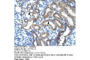 Human kidney (LMYC anticorps  (Middle Region))