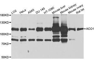 Western blot analysis of extracts of various cell lines, using ACO1 antibody (ABIN5995389) at 1/1000 dilution. (Aconitase 1 anticorps)