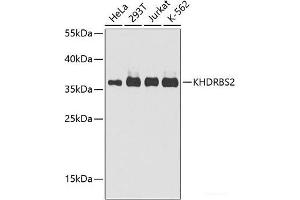 Western blot analysis of extracts of various cell lines using KHDRBS2 Polyclonal Antibody at dilution of 1:1000. (KHDRBS2 anticorps)
