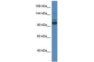 Image no. 1 for anti-SEC31 Homolog A (SEC31A) (AA 110-159) antibody (ABIN6746400) (SEC31A anticorps  (AA 110-159))