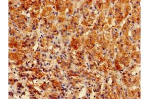 Immunohistochemistry of paraffin-embedded human adrenal gland tissue using ABIN7154155 at dilution of 1:100 (GPAM anticorps  (AA 281-459))