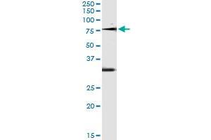 Immunoprecipitation of OXSR1 transfected lysate using anti-OXSR1 monoclonal antibody and Protein A Magnetic Bead , and immunoblotted with OXSR1 MaxPab rabbit polyclonal antibody. (OXSR1 anticorps  (AA 351-450))