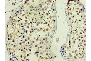 Immunohistochemistry of paraffin-embedded human testis tissue using ABIN7165288 at dilution of 1:100 (TMX3 anticorps  (AA 25-195))