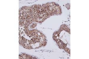 Immunohistochemical analysis of (ABIN1537893 and ABIN2848739) on paraffin-embedded Human testis tissue.