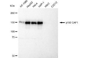 Western blotting analysis using p150 CAF1 antibody (ABIN7798058). (Recombinant CHAF1A anticorps)