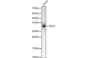 Western blot analysis of extracts of Daudi cells, using CD74 antibody (ABIN6128421, ABIN6138228, ABIN6138230 and ABIN6221316) at 1:400 dilution.