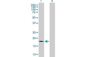 Western Blot analysis of PTP4A1 expression in transfected 293T cell line by PTP4A1 MaxPab polyclonal antibody. (PTP4A1 anticorps  (AA 1-173))