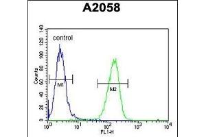 GSTO2 Antibody (Center) (ABIN652022 and ABIN2840502) flow cytometric analysis of  cells (right histogram) compared to a negative control cell (left histogram).