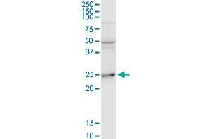 BCAP29 MaxPab rabbit polyclonal antibody. (BCAP29 anticorps  (AA 1-241))