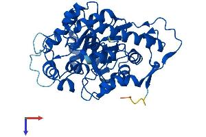 AlphaFold protein structure predicition of Mouse Recombinant Hao1 Protein, UniprotID Q9WU19