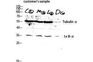 Western Blot (WB) analysis of customer's sample lysis using Tubulin alpha antibody. (alpha Tubulin anticorps  (C-Term))
