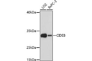 Western blot analysis of extracts of various cell lines, using CIDEB antibody (ABIN7266244) at 1:1000 dilution. (CIDEB anticorps  (AA 80-160))