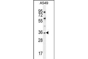KCNK1 Antibody (C-term) (ABIN656119 and ABIN2845458) western blot analysis in A549 cell line lysates (35 μg/lane). (KCNK1 anticorps  (C-Term))