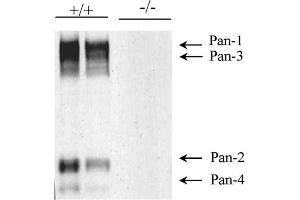 Immunoblot versus lysates from adult wild-type (+/+) and Pancortin knockout (-/-) mouse cortex probed with K96/7.
