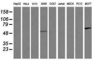 Image no. 4 for anti-Chaperonin Containing TCP1, Subunit 8 (Theta)-Like 2 (CCT8L2) antibody (ABIN1497480) (CCT8L2 anticorps)