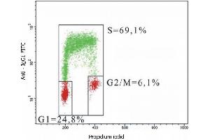 Flow cytometry analysis of 5-bromodeoxyuridin (BrdU) incorporation in CEM human acute lymphoblastic leukemia cell line using purified anti-5-bromodeoxyuridin (MoBu-1) (detection by Goat anti-mouse IgG1 FITC). (BrdU anticorps)