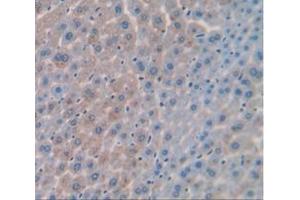 IHC-P analysis of Mouse Tissue, with DAB staining. (PCK1 anticorps  (AA 312-563))