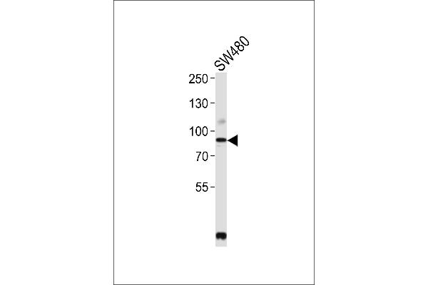PCSK9 anticorps  (N-Term)