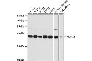 Western blot analysis of extracts of various cell lines, using NOP16 antibody  at 1:3000 dilution. (NOP16 anticorps  (AA 1-178))