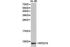 Western Blotting (WB) image for anti-Ribosomal Protein S27a (RPS27A) antibody (ABIN1874657) (RPS27A anticorps)