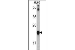 Western blot analysis of GLO1 antibody (N-term) (ABIN390591 and ABIN2840910) in HL60 cell line lysates (35 μg/lane).