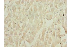 Immunohistochemistry of paraffin-embedded human heart tissue using ABIN7168779 at dilution of 1:100 (Selenoprotein W (SELENOW) (AA 11-86) anticorps)