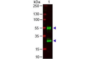 Western Blot of Goat anti-Mouse IgG (H&L) Antibody. (Chèvre anti-Souris IgG (Heavy & Light Chain) Anticorps - Preadsorbed)